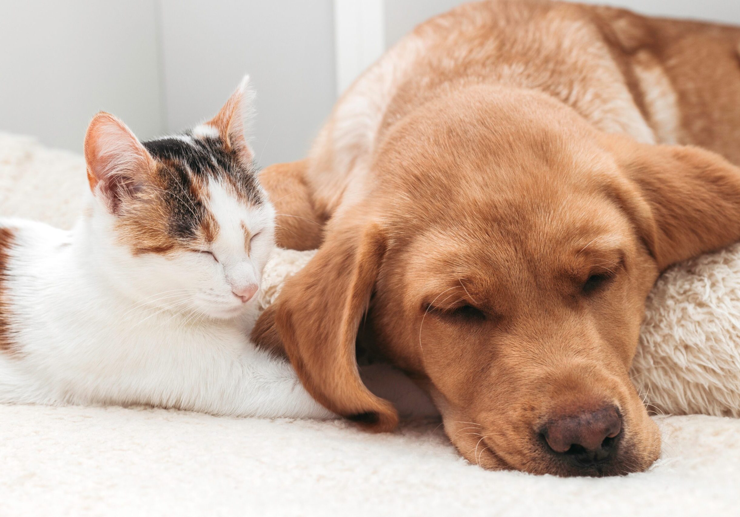 adorable-pets-kitten-and-labrador-retriever-puppy-2023-11-27-05-19-40-utc